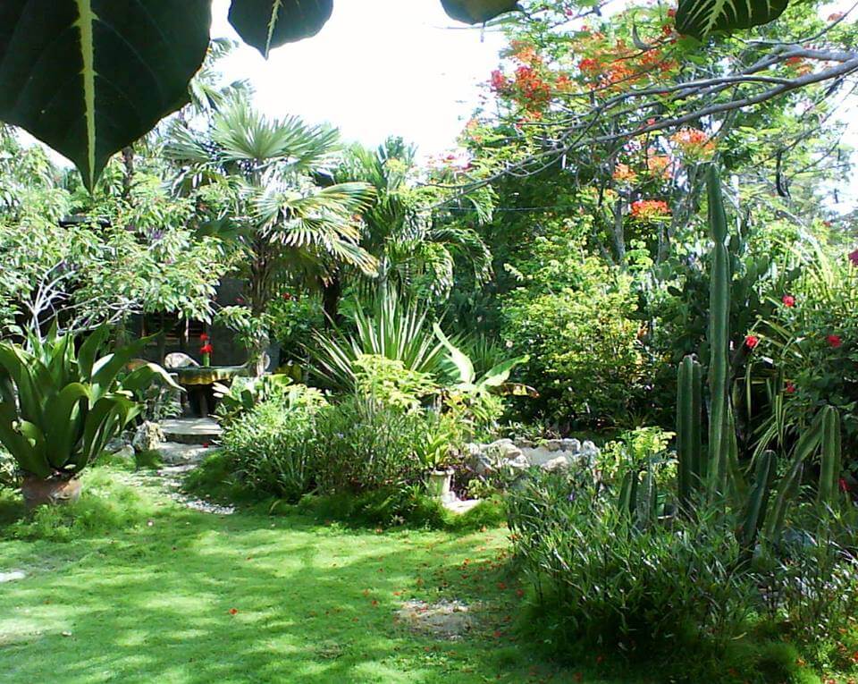 Barney's Flower&Hummingbird Garden Jamaica